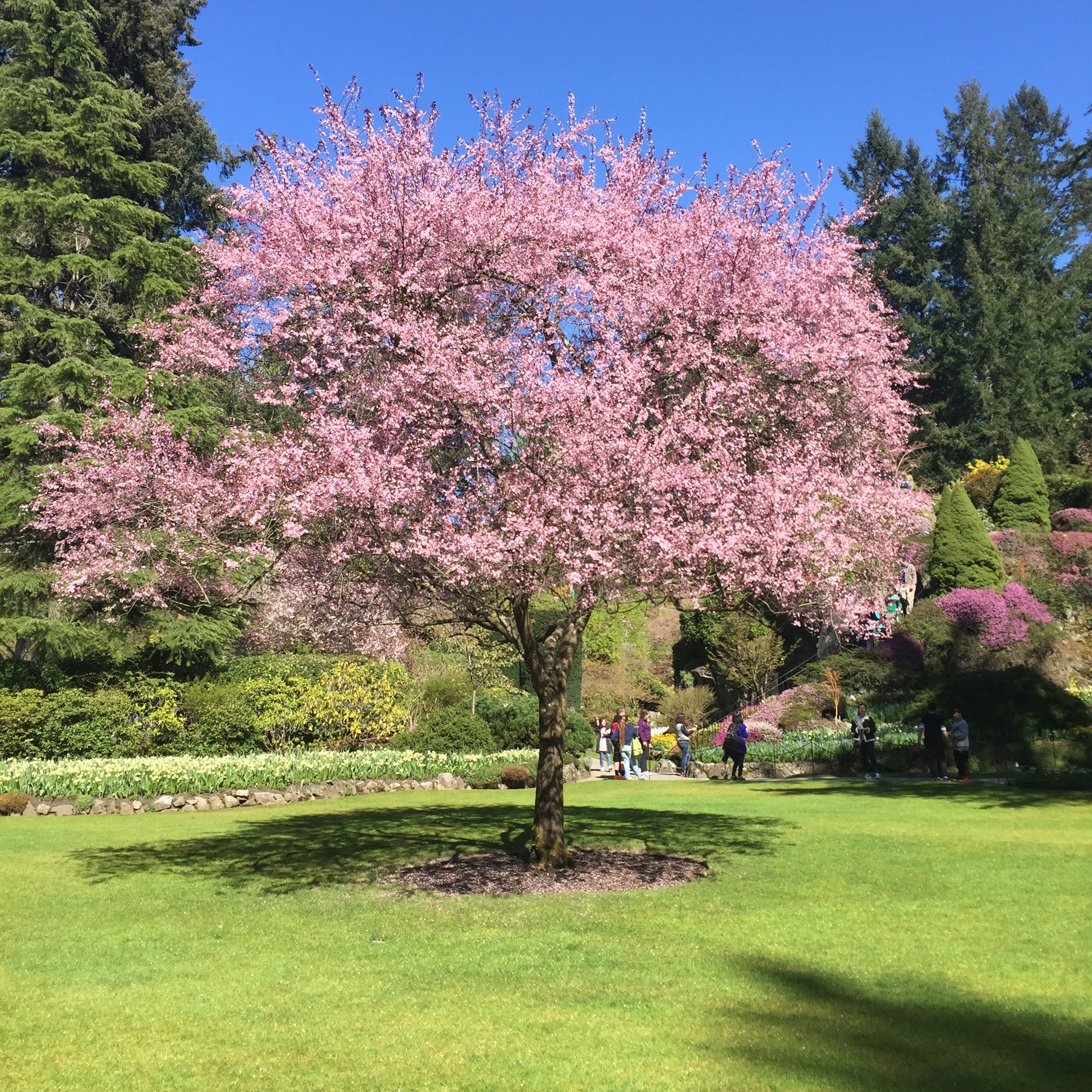 Cherry blossom tree