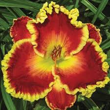 multi colored, textured day lilly