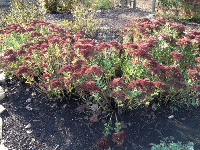 This is the most common color used in the home landscape