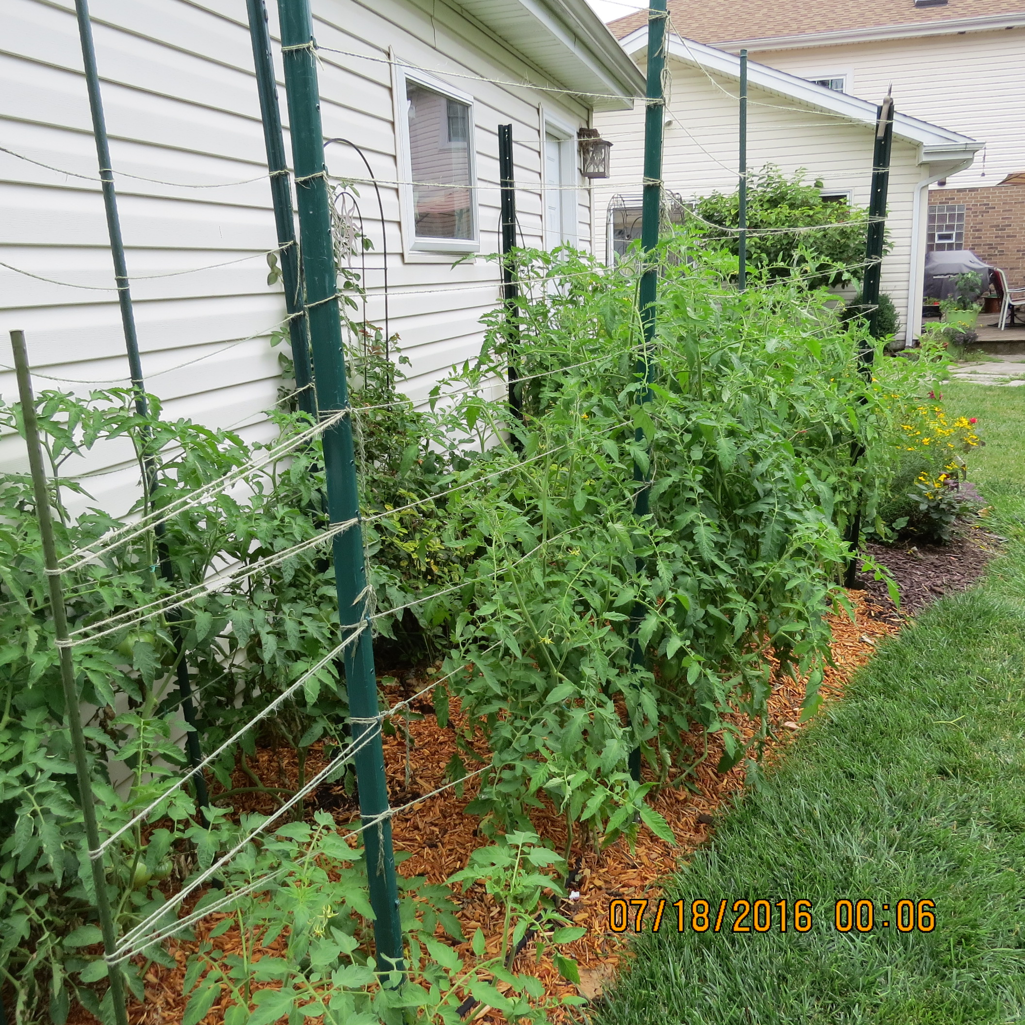 two rows of a variety of tomatoes