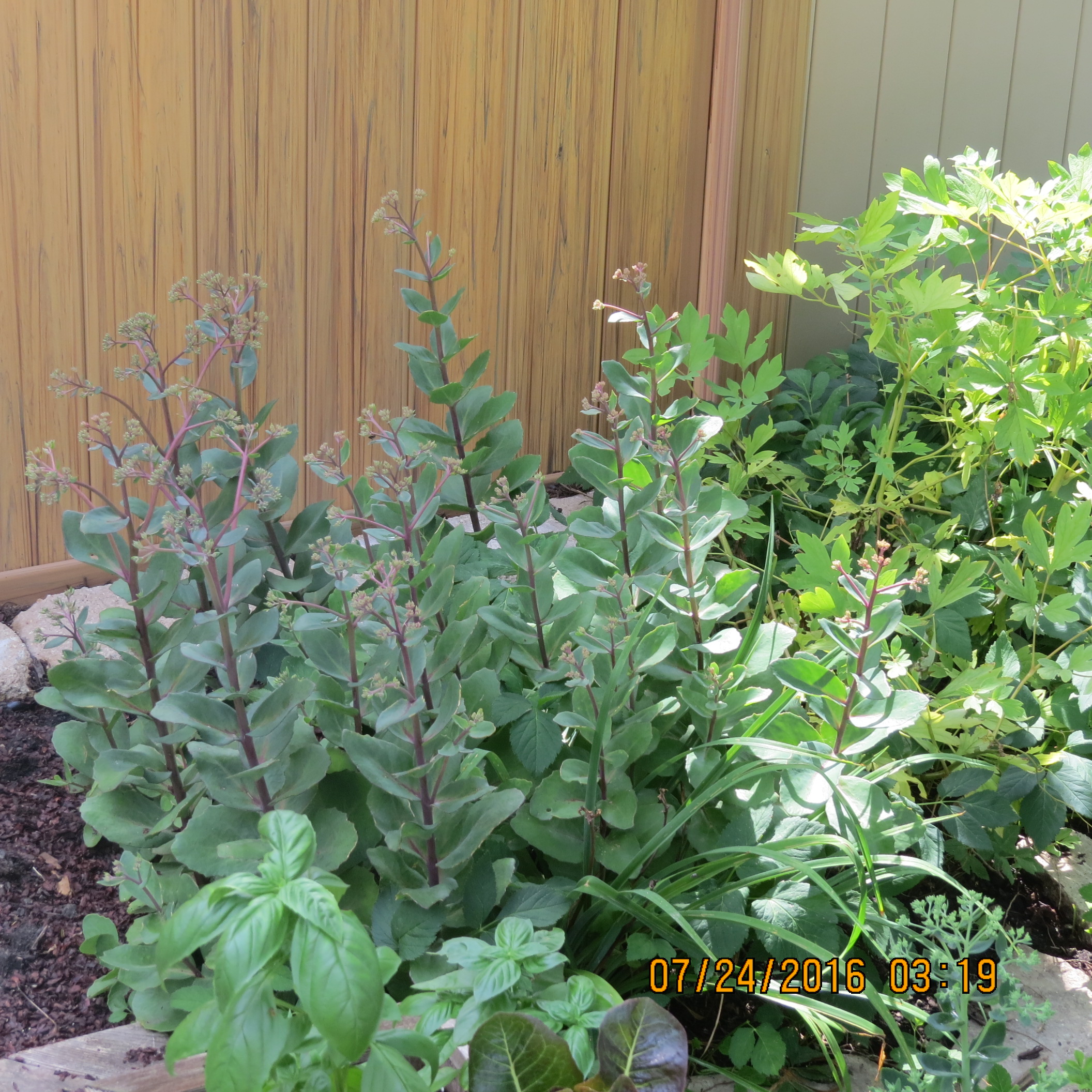a purpled stemmed variety