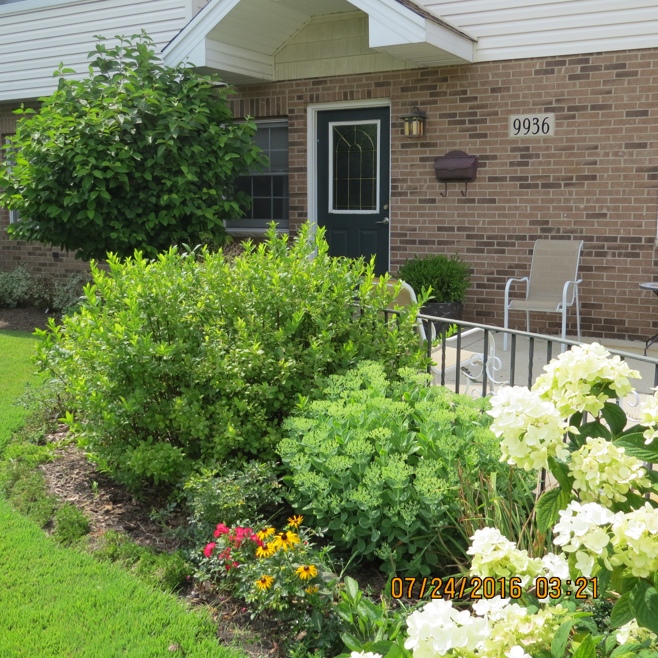 The Sedum in this picture is nestled between two large bushes where it holds its own in size.