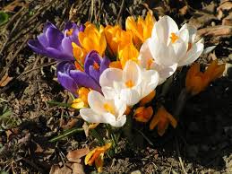 crocus-mixed-colors