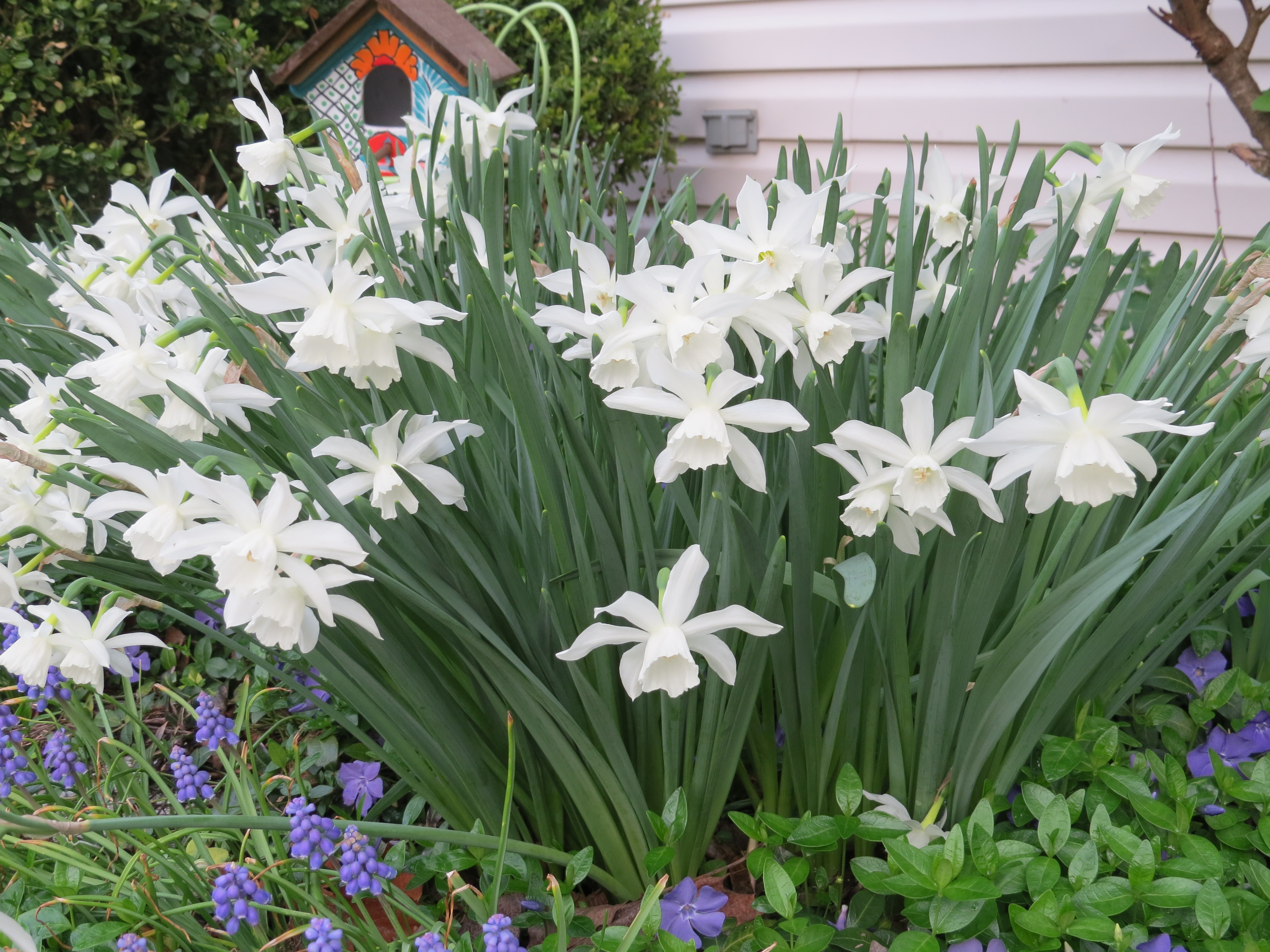Thalia Daffodils