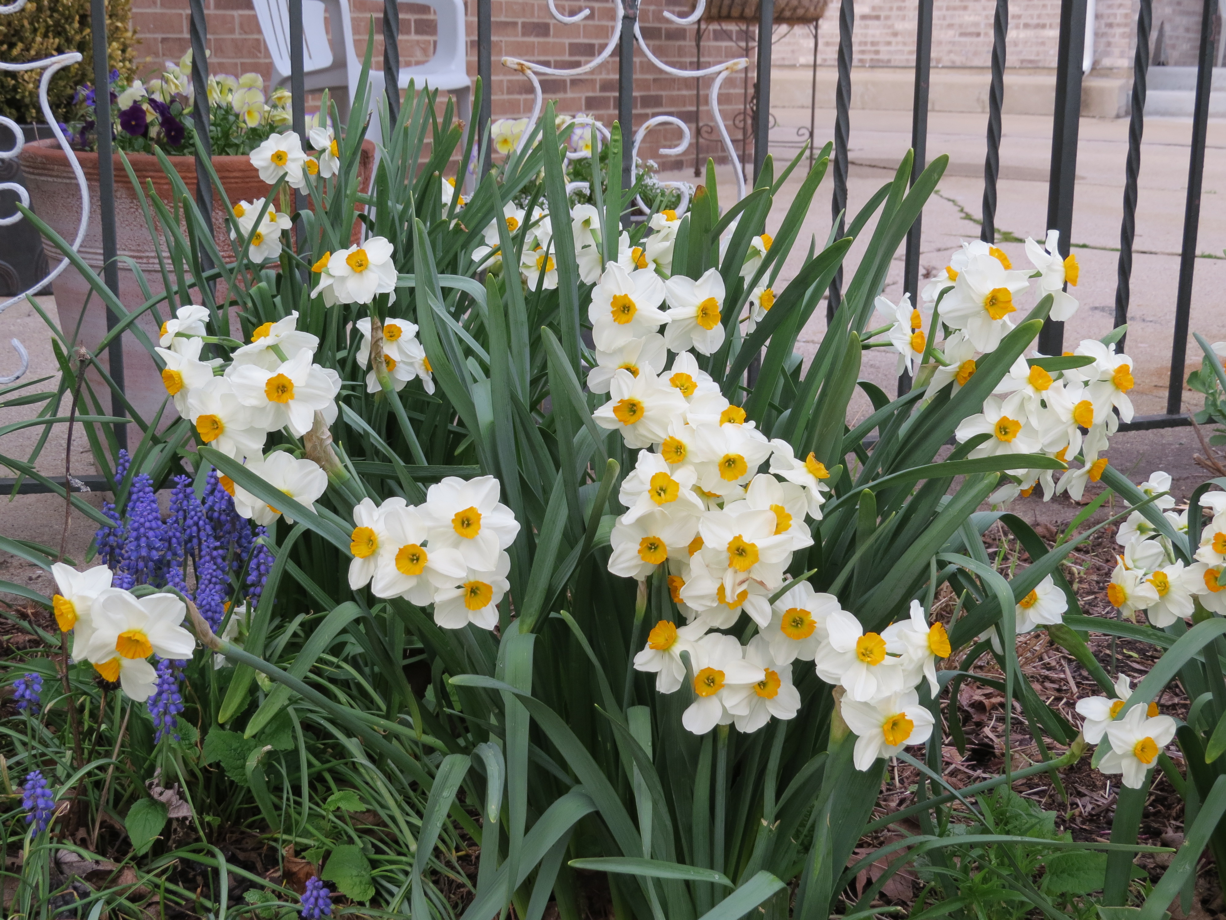 Barret Browning Daffodils