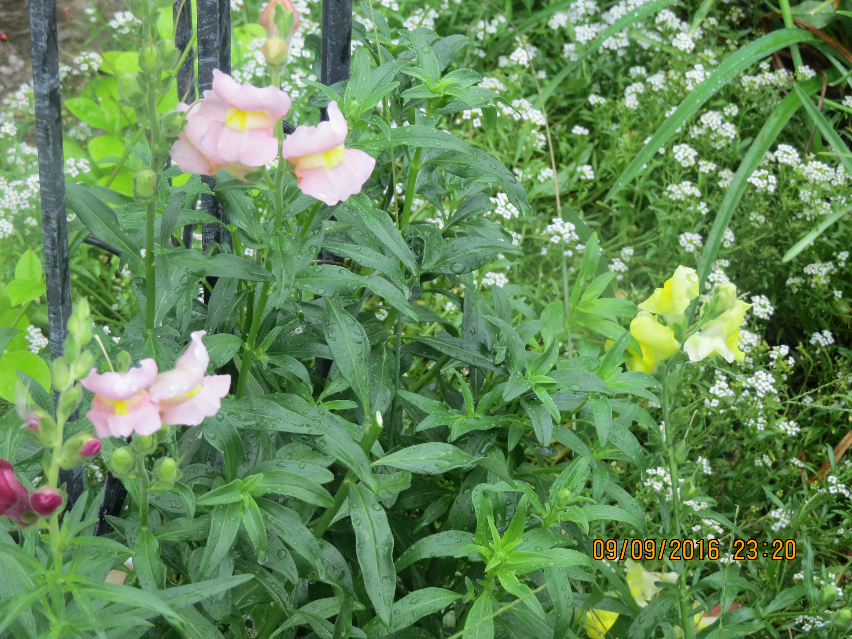Snapdragons and Alyssum