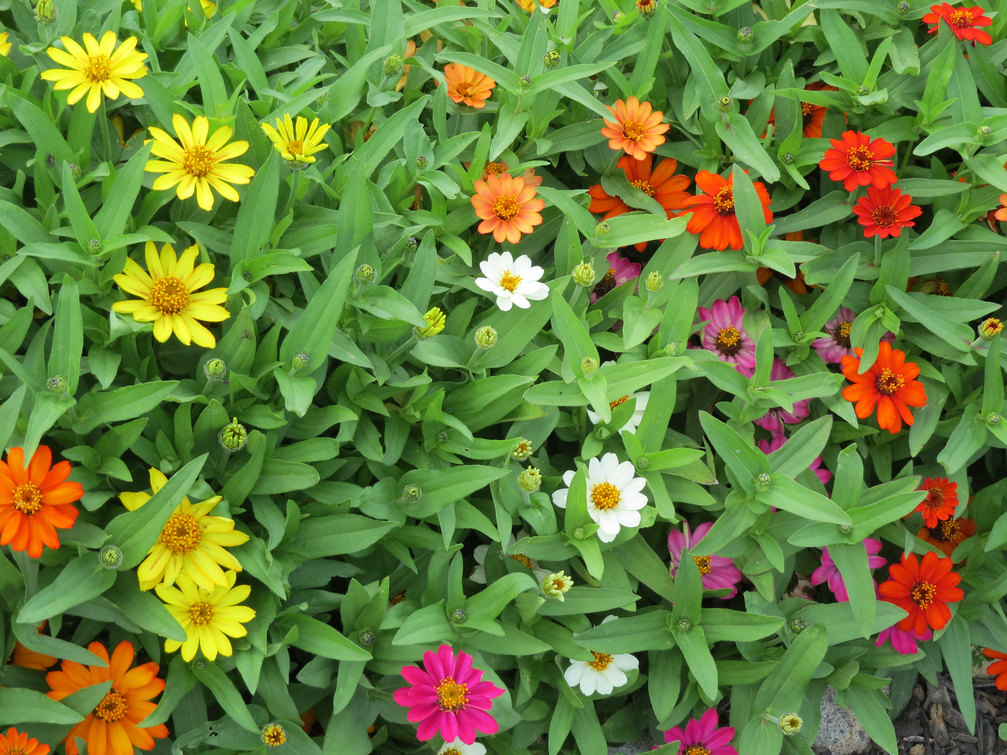 Mini Zinnias