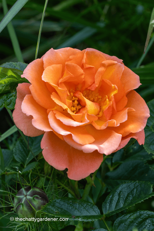 Cheering Up Mondays #530 - The Chatty Gardener