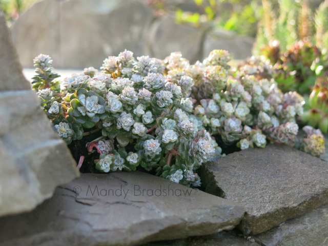 malvern spring festival