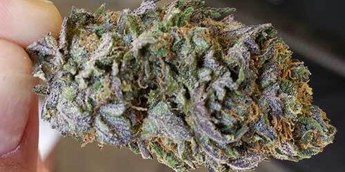 Young leaves may be purple on the underside. 20 Popular Purple Cannabis Strains The Chill Bud