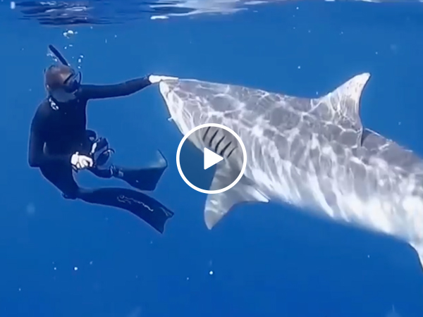 A Shark Approaches Weasyl - Nature Pictures - Stunning HD Collection