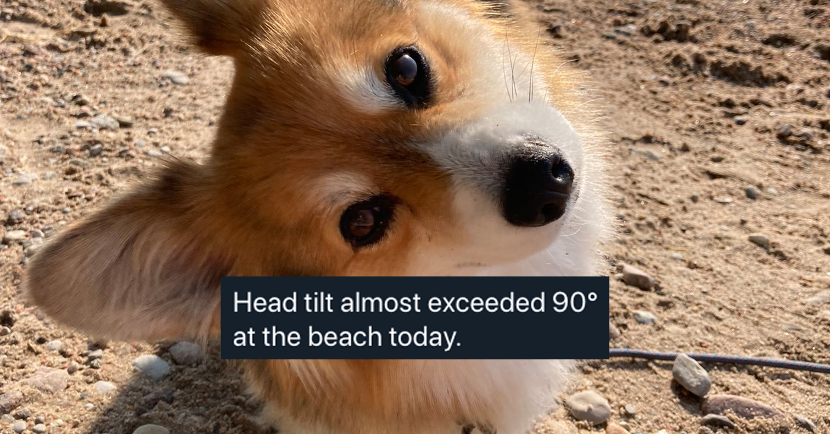 Twitter Animals Dogs Cats - Download Ultra HD Landscape Background | Retina