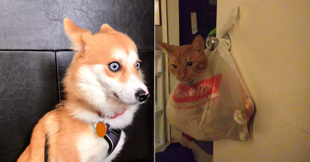 Top 15 Overly Dramatic Pets Dramatic Animals Compilation Just - Incredible Minimal Illustration - 8K