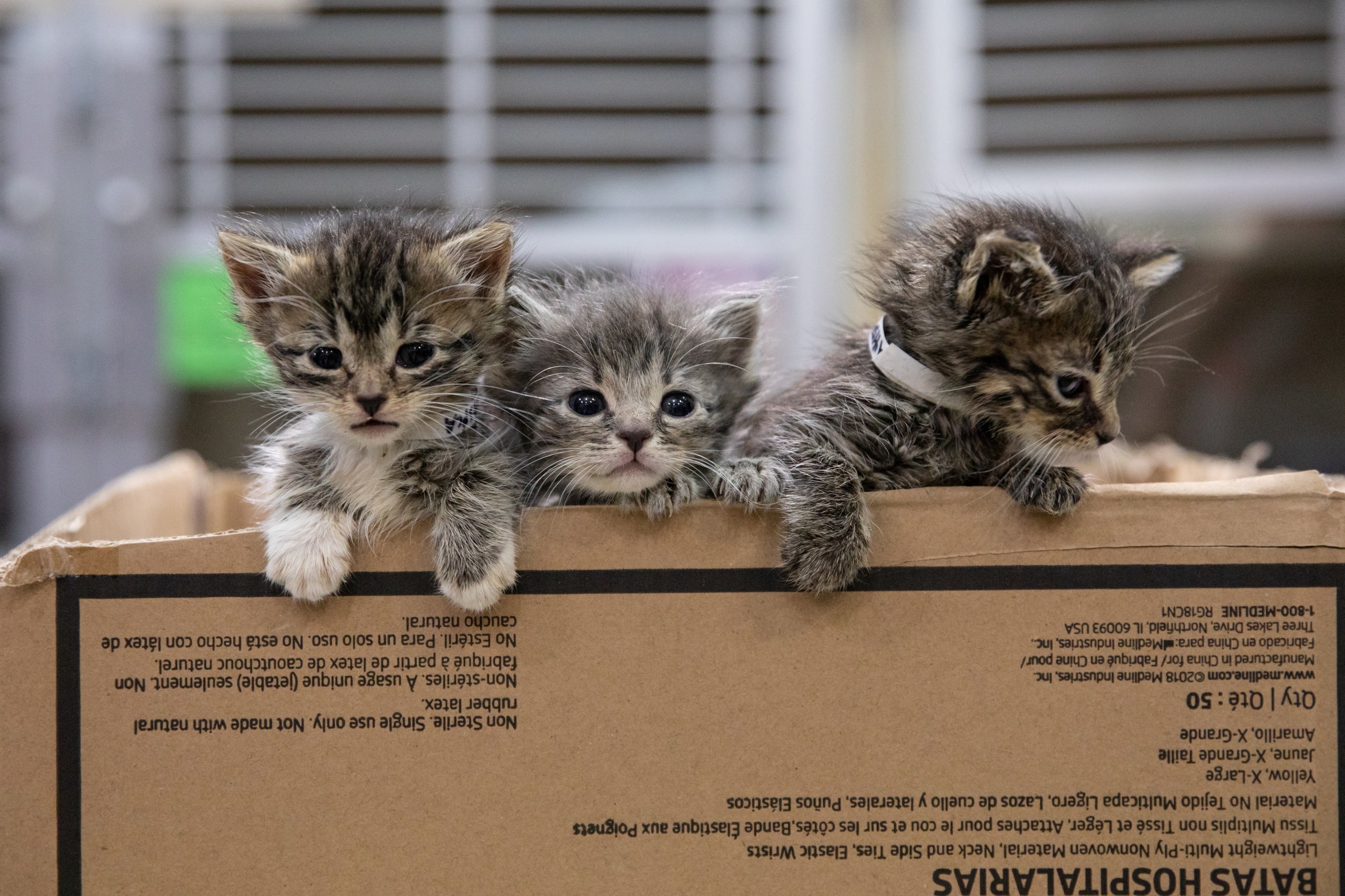 aspca nyc cats