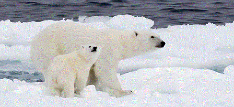 Climate Change Quiz