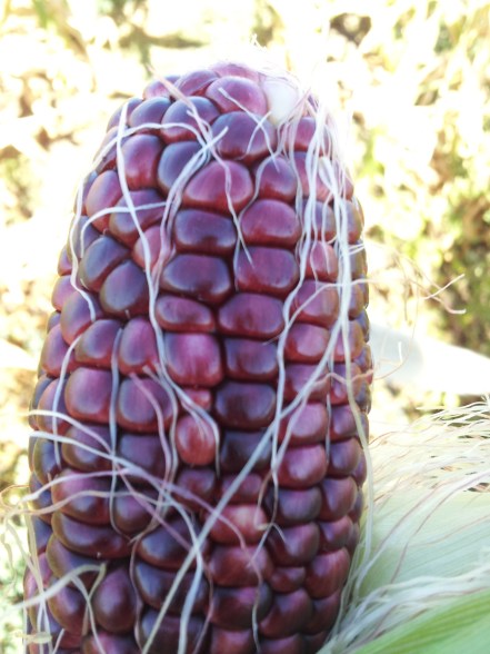 Ruby Queen Corn