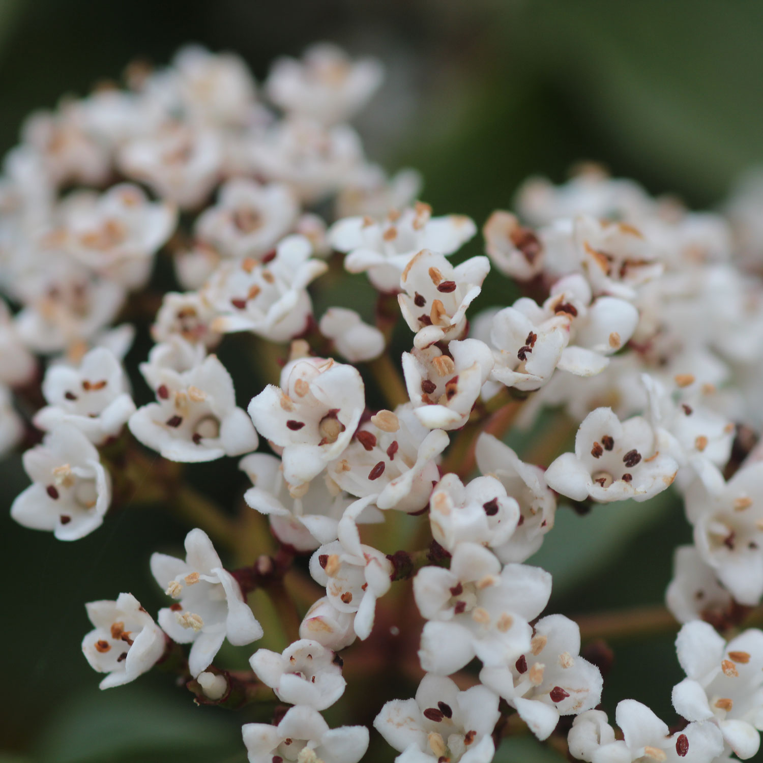 Canon EOS 600D - 100mm Macro