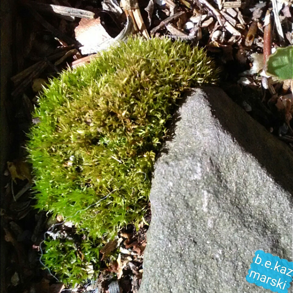 030820-moss