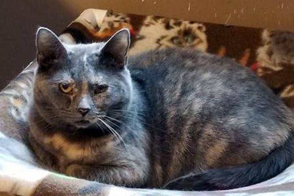 Cats for Adoption Two Dilute Torties The Creative Cat