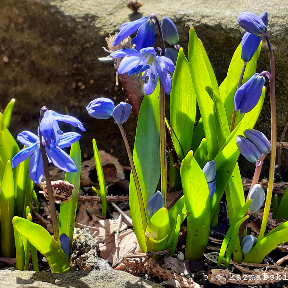 Squills