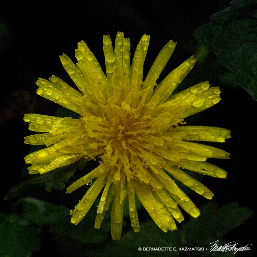 Sunny in the Rain