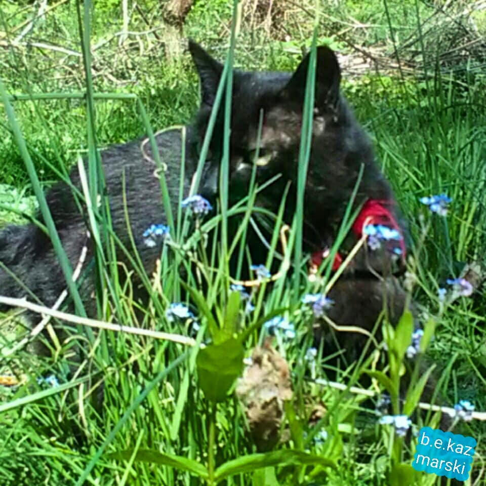 042620-mimi-forgetmenots2
