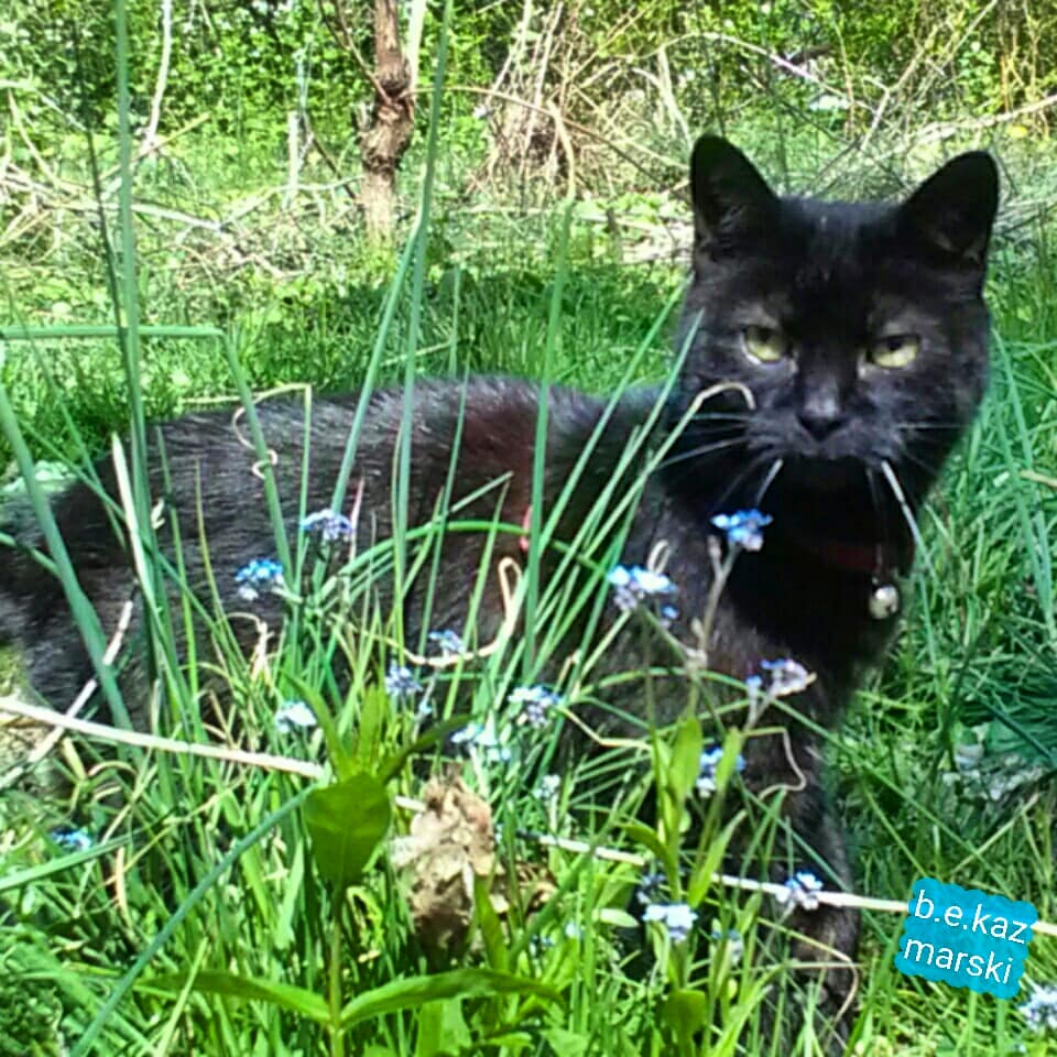 042620-mimi-forgetmenots3