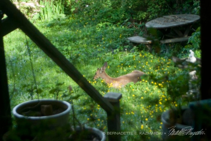 A buck sleeping in my back yard.