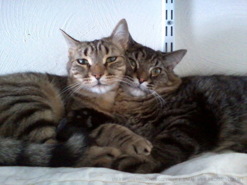 Raptor and Rex snuggling.