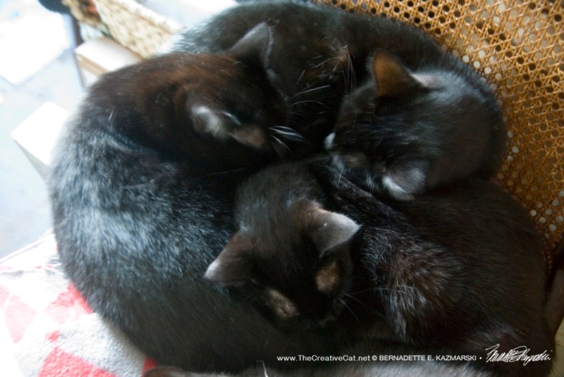 A three-cat clover.