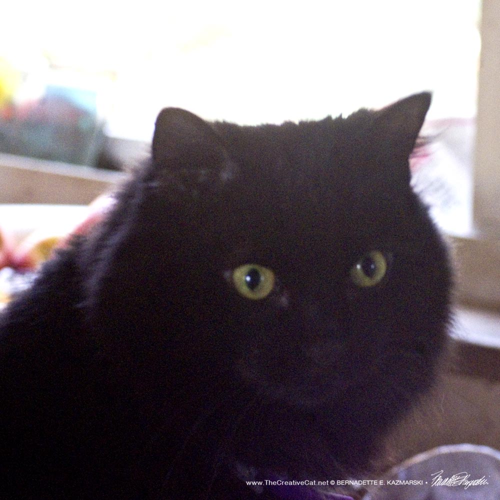 112624-Basil-face1