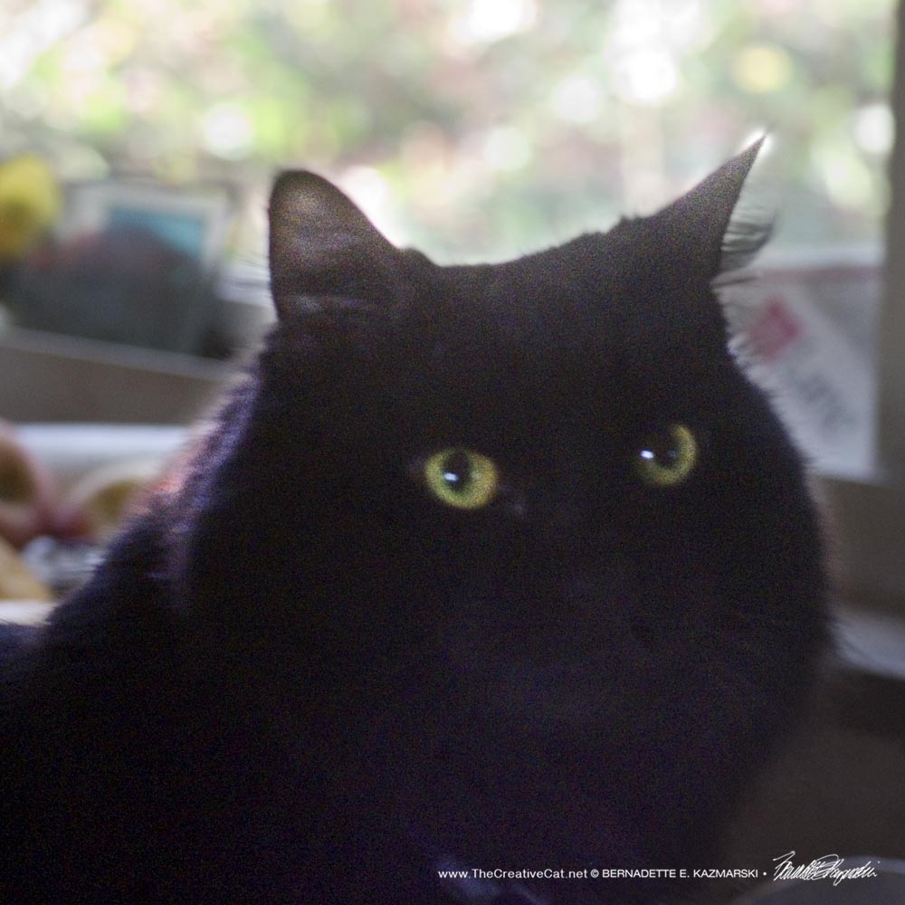 112624-Basil-face2