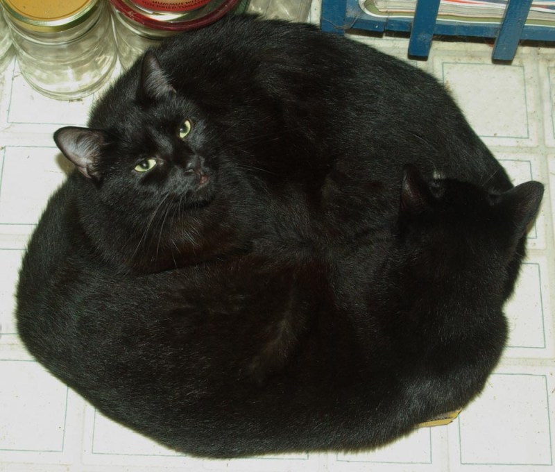 092011-TwoInBox two black cats curled together
