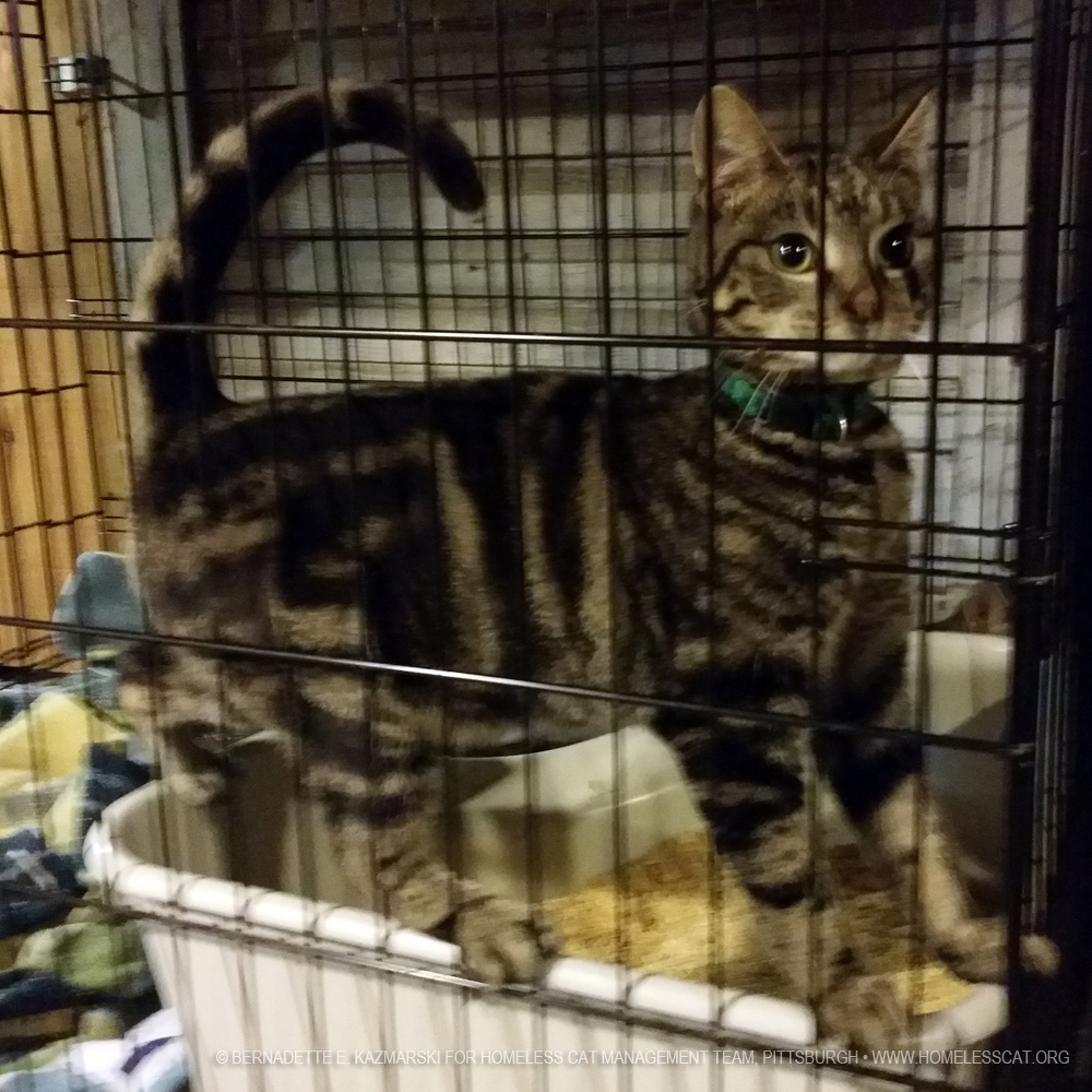 tabby kitten