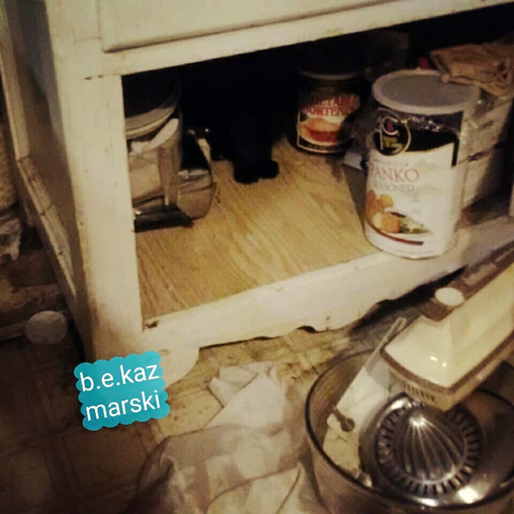Cabinet-paws