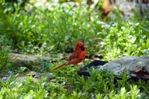 Cardinal hunting for insects in last year's planters.