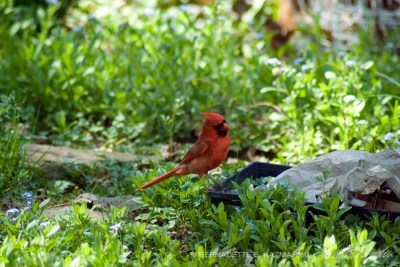 Cardinal hunting for insects in last year's planters.