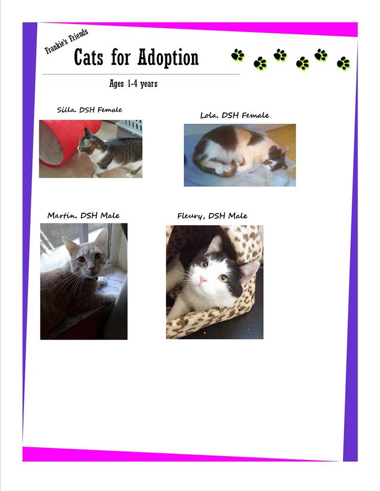 Cats for Adoption Kittens Cookie and Jelly Bean Ready for Home! The
