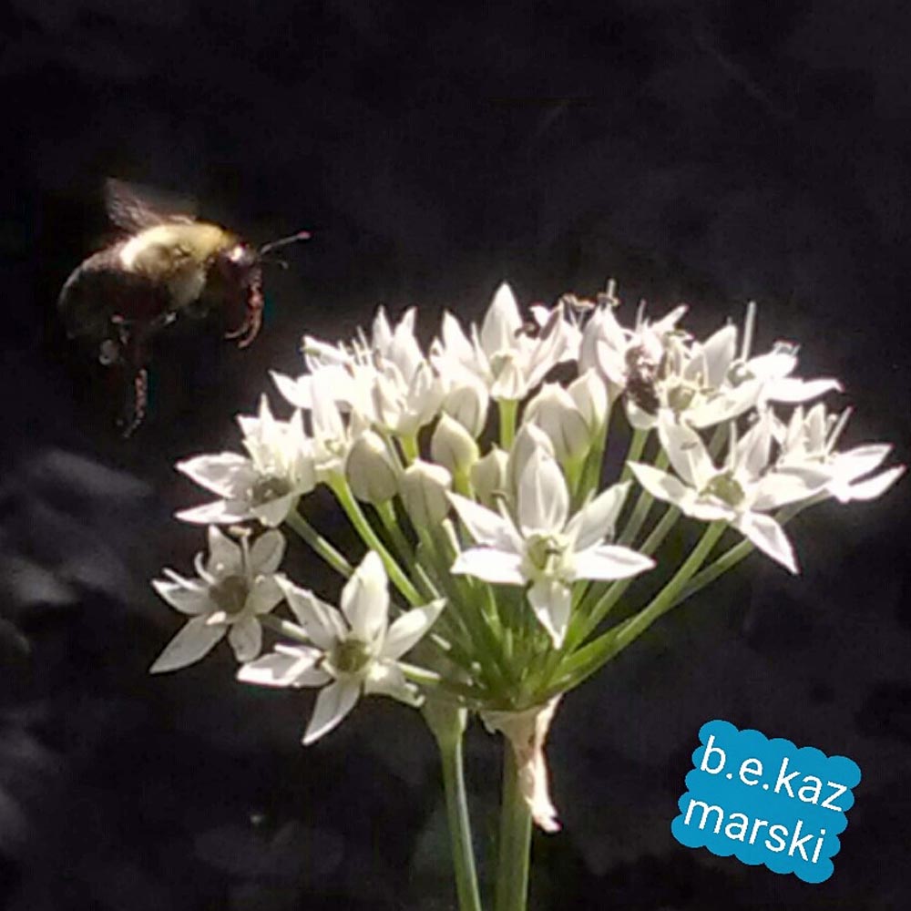 Honeybee coming in for a landing.