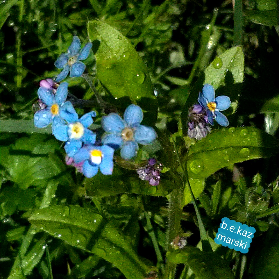 Forget-me-nots