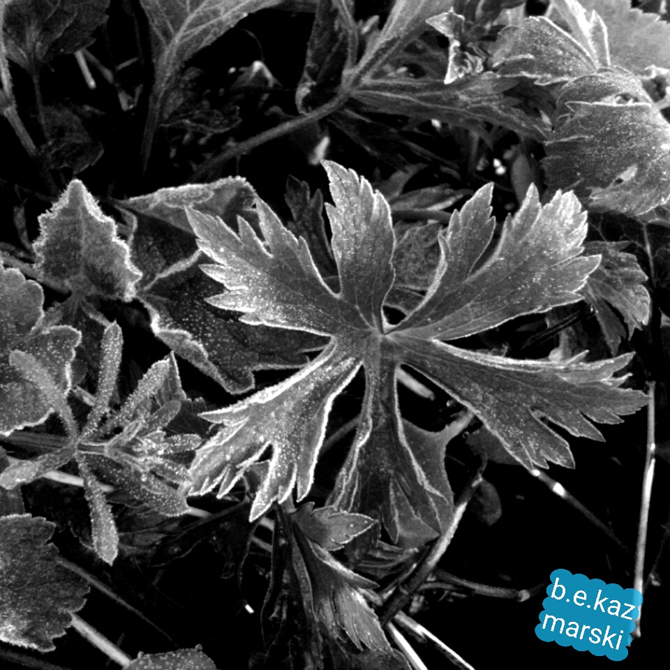 Cranesbill geranium leaves
