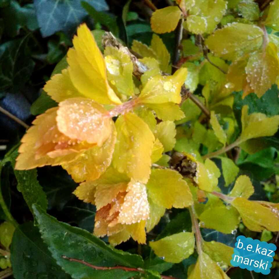 Spirea leaves