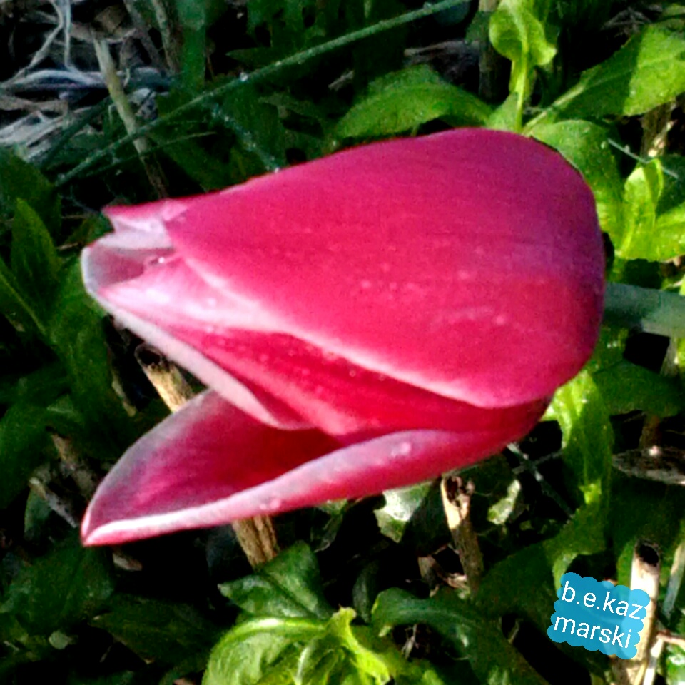 Favorite tulip