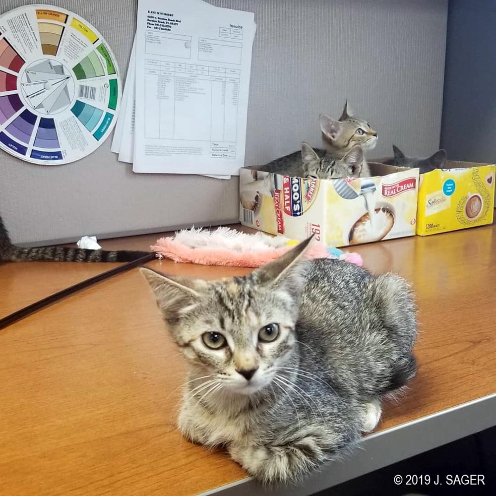 Getting used to the desk.