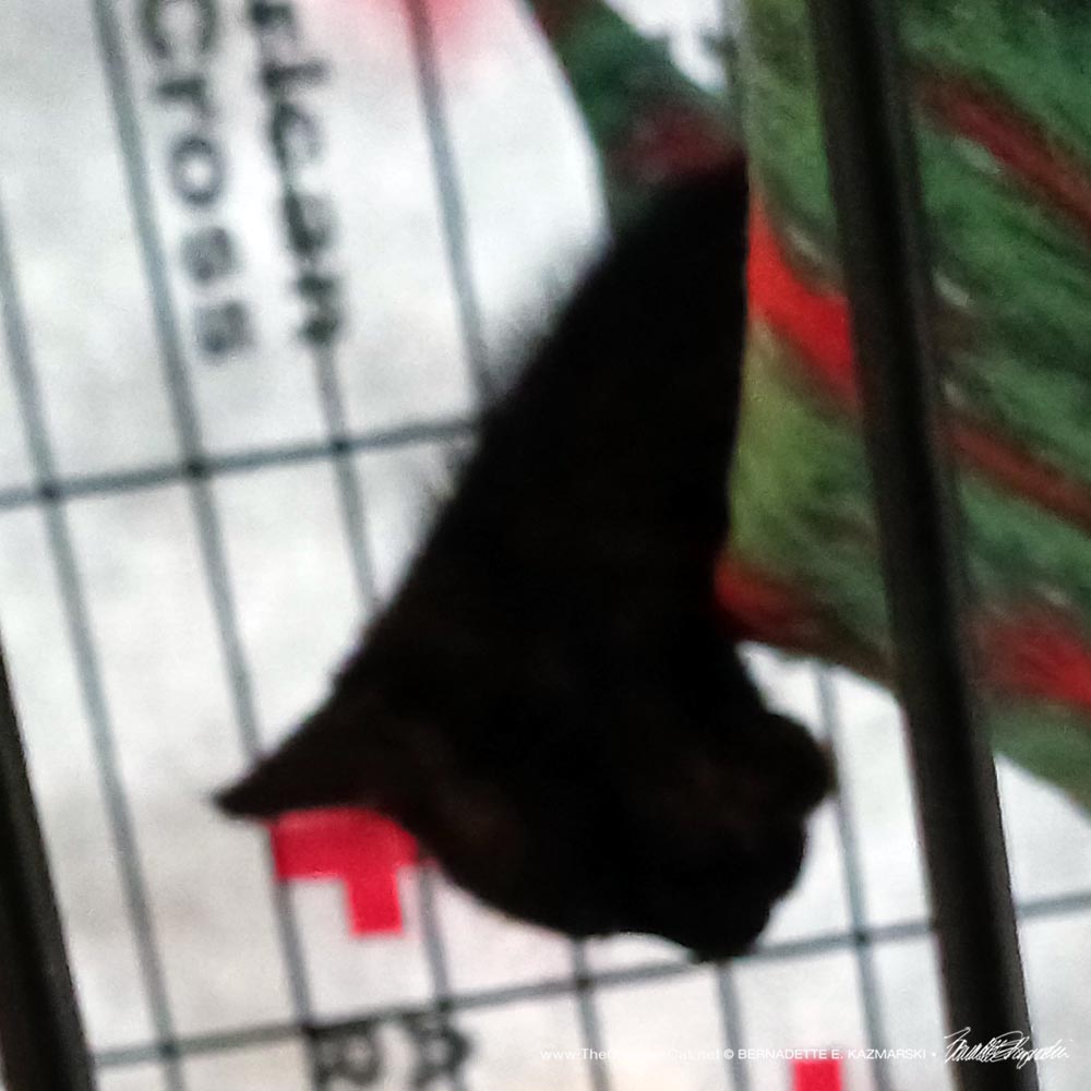 black kitten