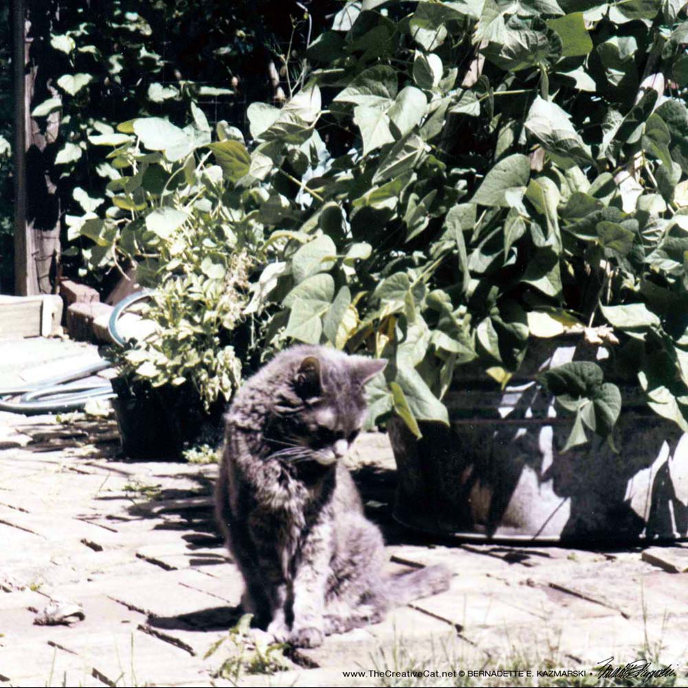 July, The Sun Worshipper