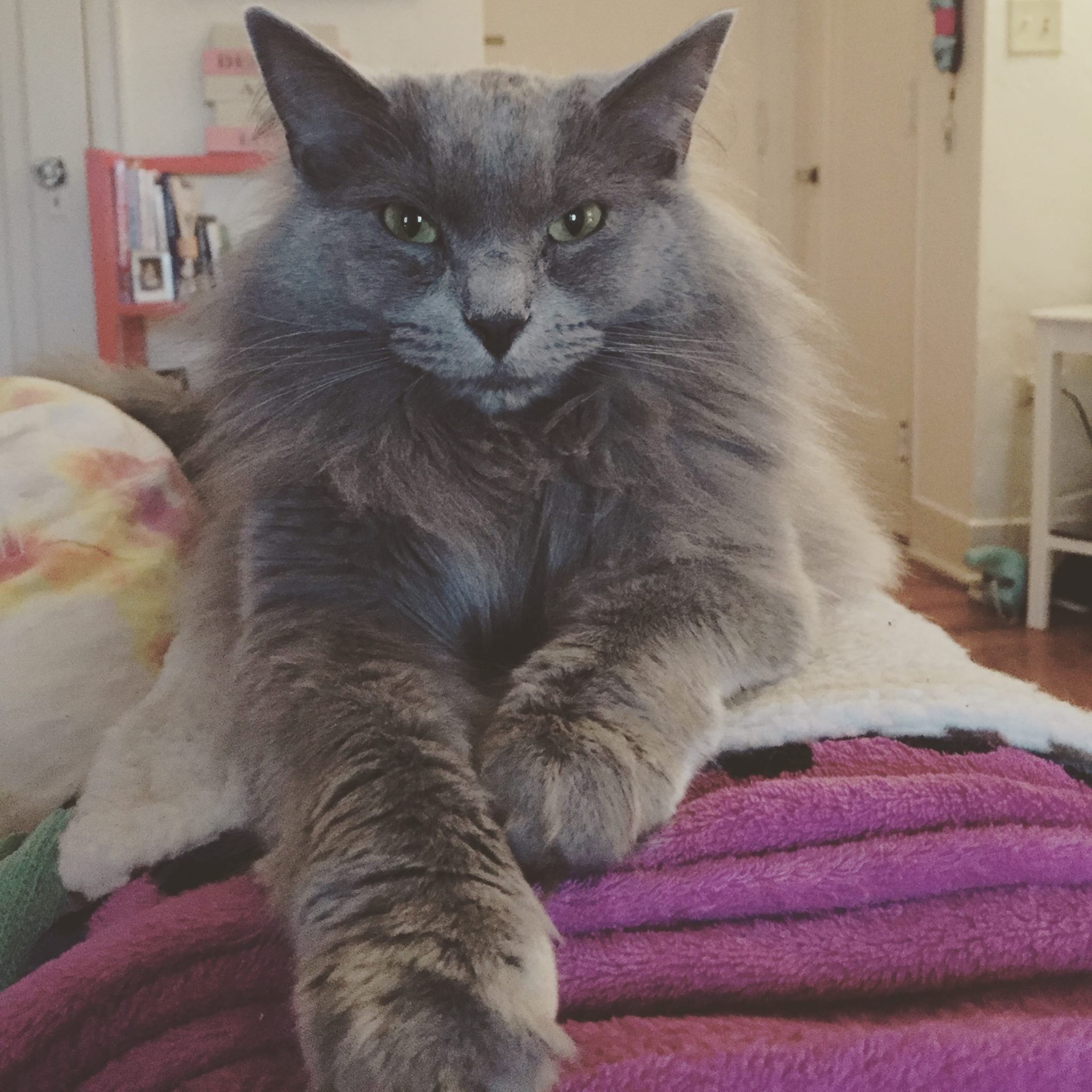 Obie