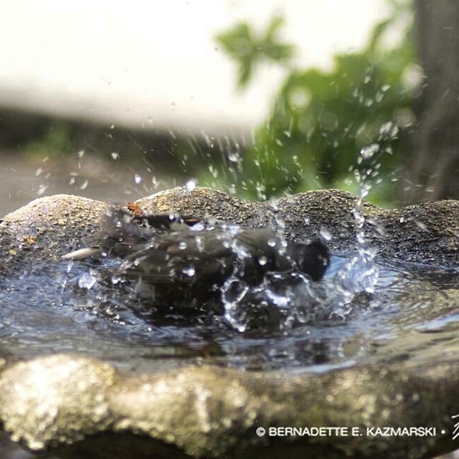 robin in the birdbath