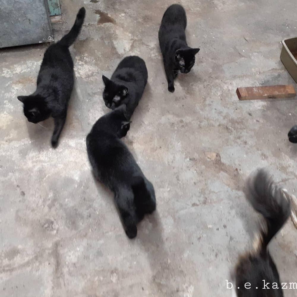 The team inspects my waterproofing.