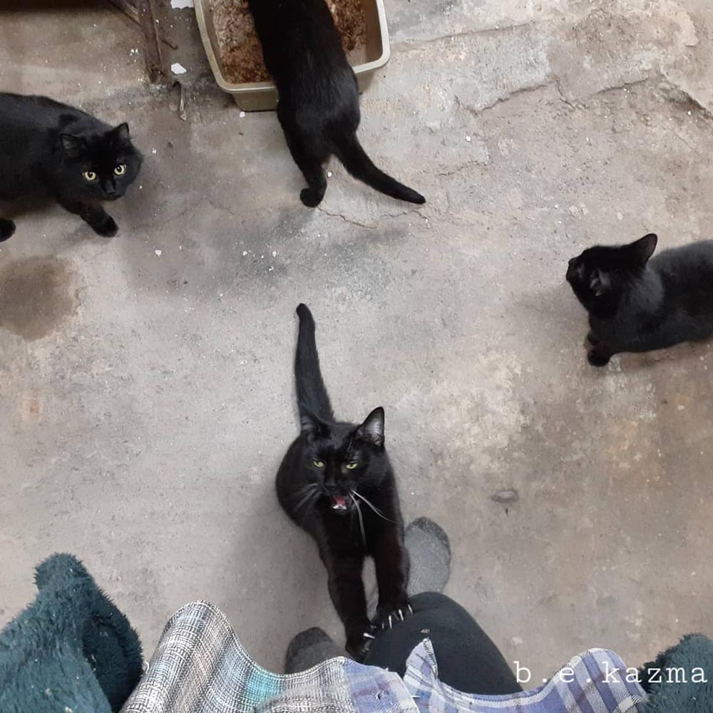 Jelly Bean tells me I did good and can I sit down so he can sit on my lap. The others are undecided. Not sure about the litter box if that's a comment on my waterproofing.